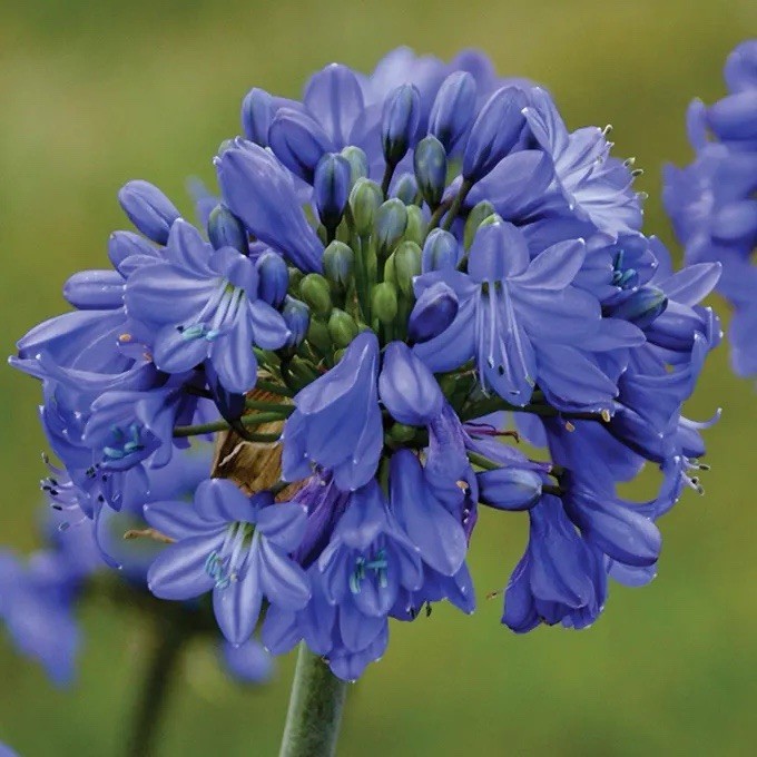 Agapanthus Variegated Miniature Plant Deep Blue Flowers 4.5” Pot Fresh Repot