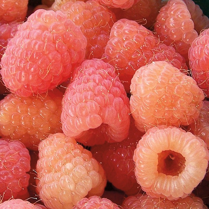 3 Raspberry Plants “Double Gold” Everbearing (3 Dormant Bare Root Canes)Zone 5-8
