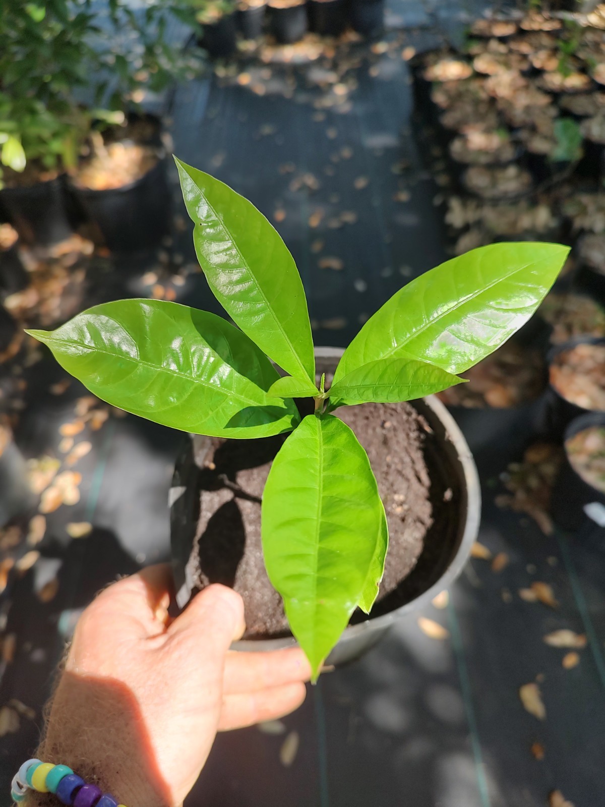 Canistel Egg fruit Tree One Gallon Pot free shipping