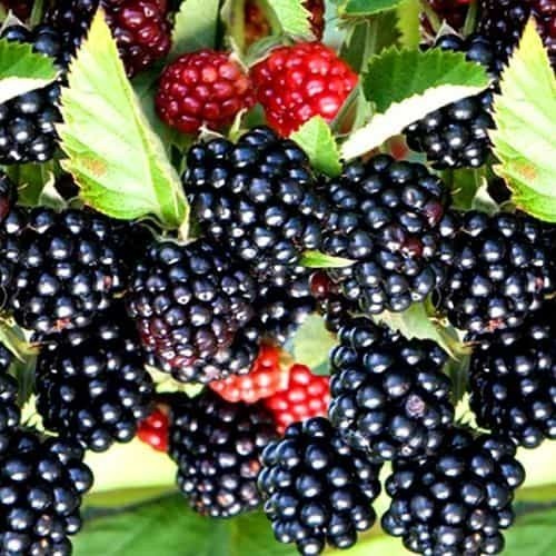 3 Blackberry Plants “Chester”-Thornless (Pack of 3 Large Plug Plants) Zones 5-9