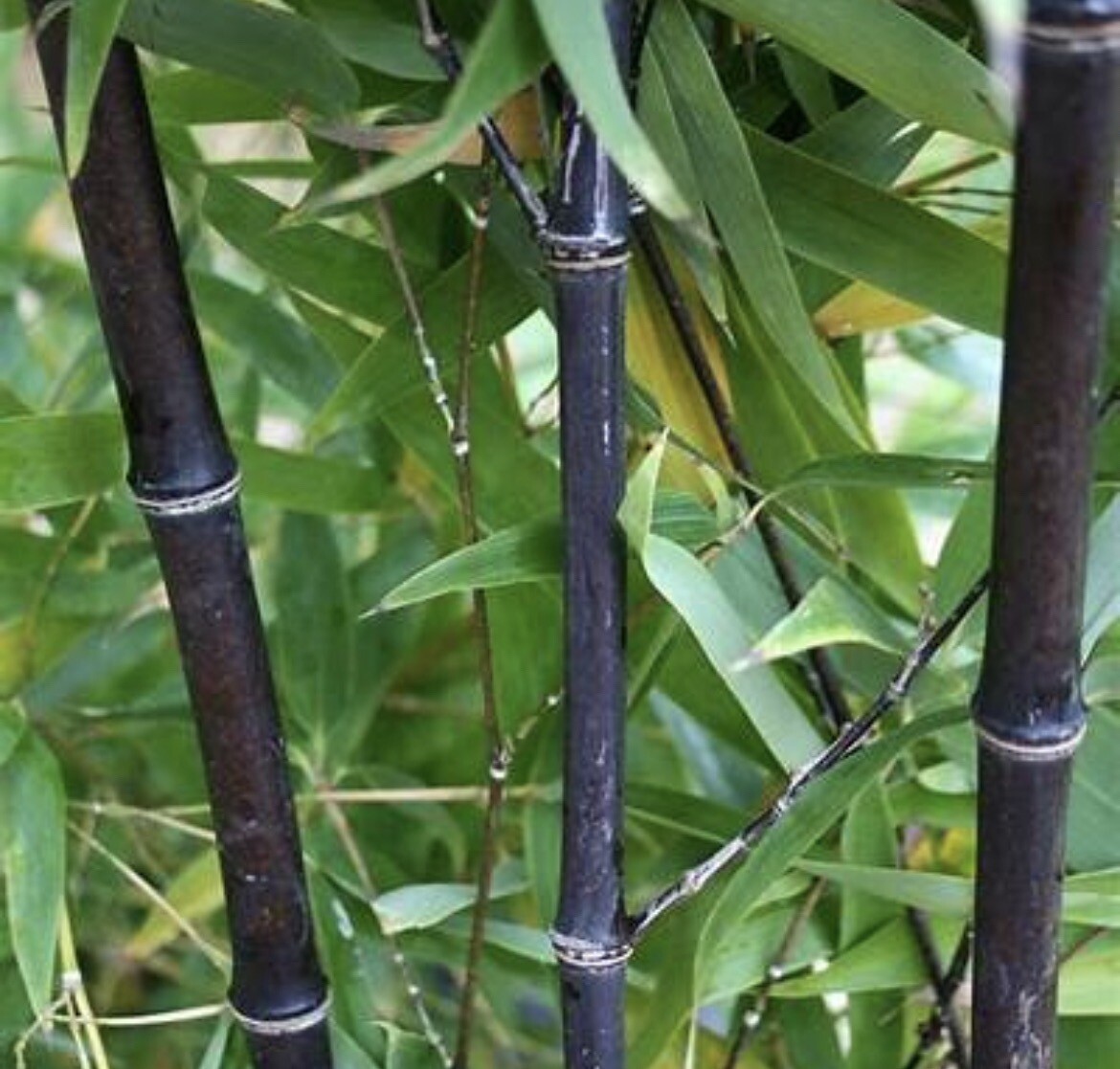 2 Black Timber Bamboo Authentic Phyllostachys Nigra Live Bare Root Plant Rhizome