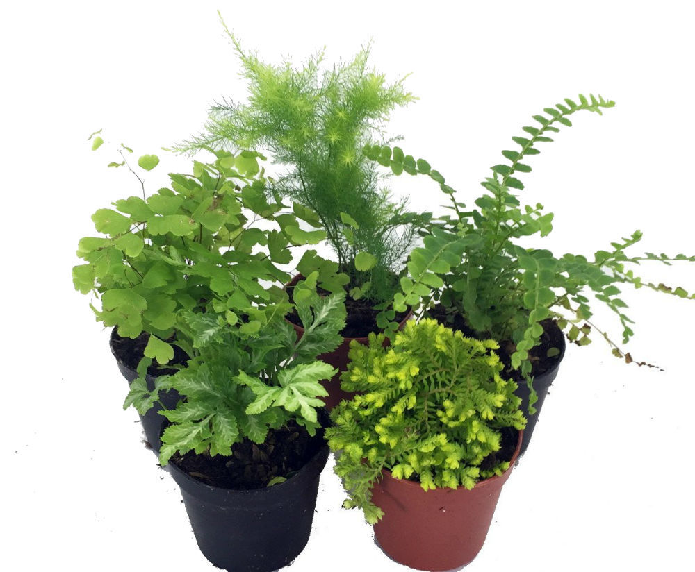 5 Different Live Plants Mini Ferns for Terrariums Fairy Garden 2″ Pots