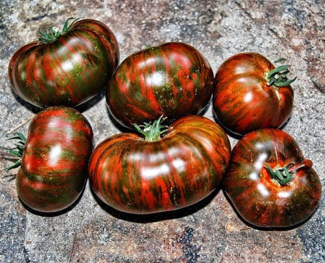 120+ CHOCOLATE STRIPE TOMATO SEEDS – HEIRLOOM – ORGANIC – NON GMO ——— RARE