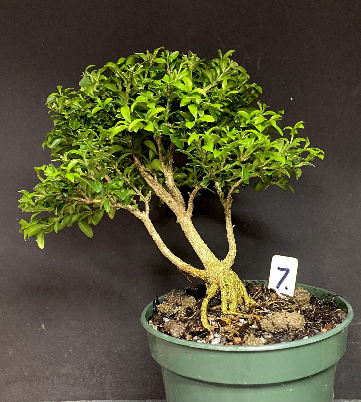 Bonsai Tree Kingsville Boxwood Pre Bonsai 10-12 Years Ready To Pot Up As Bonsai
