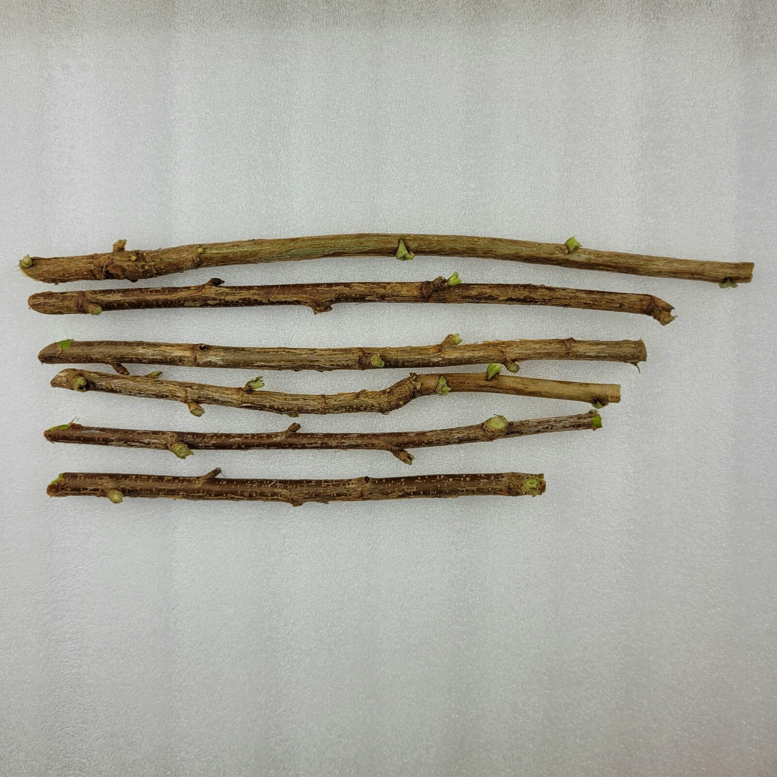 2 Pink 2 Black 2 Red Currant Fresh Cuttings Unrooted 6″-9″ Zones 3-8 Hardy