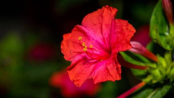 25 RED FOUR O’CLOCK SEEDS | SALE FREE SHIPPING NON GMO