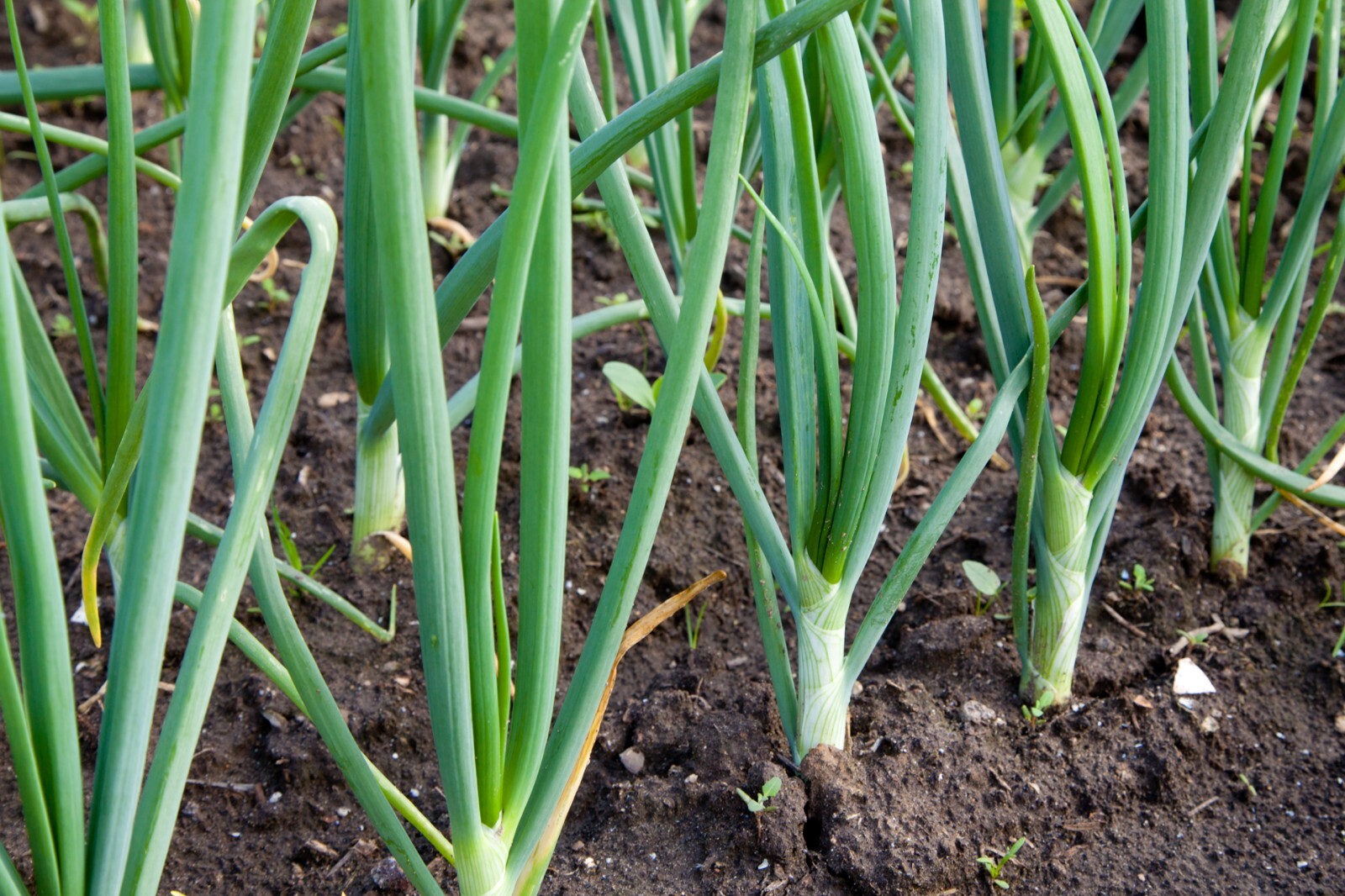 Yellow Onion Sets – Grown Naturally, Non-GMO 8 oz. (40+Bulbs) Shipping Now