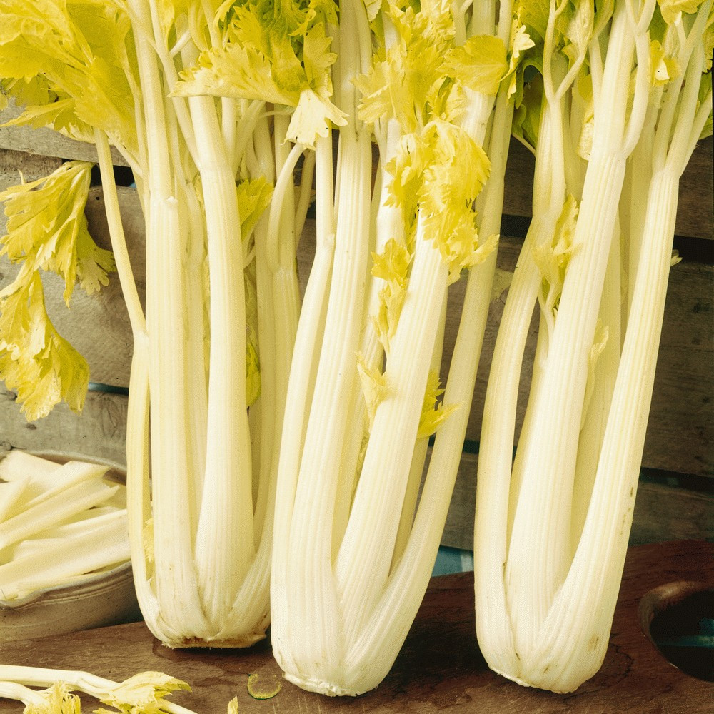 3000+ Golden Pascal Celery Seeds — Stringless ——– French Heirloom