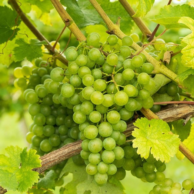 THOMPSON GREEN WHITE SEEDLESS TABLE GRAPE 1-2 yr Old Well Rooted Live Vine Plant