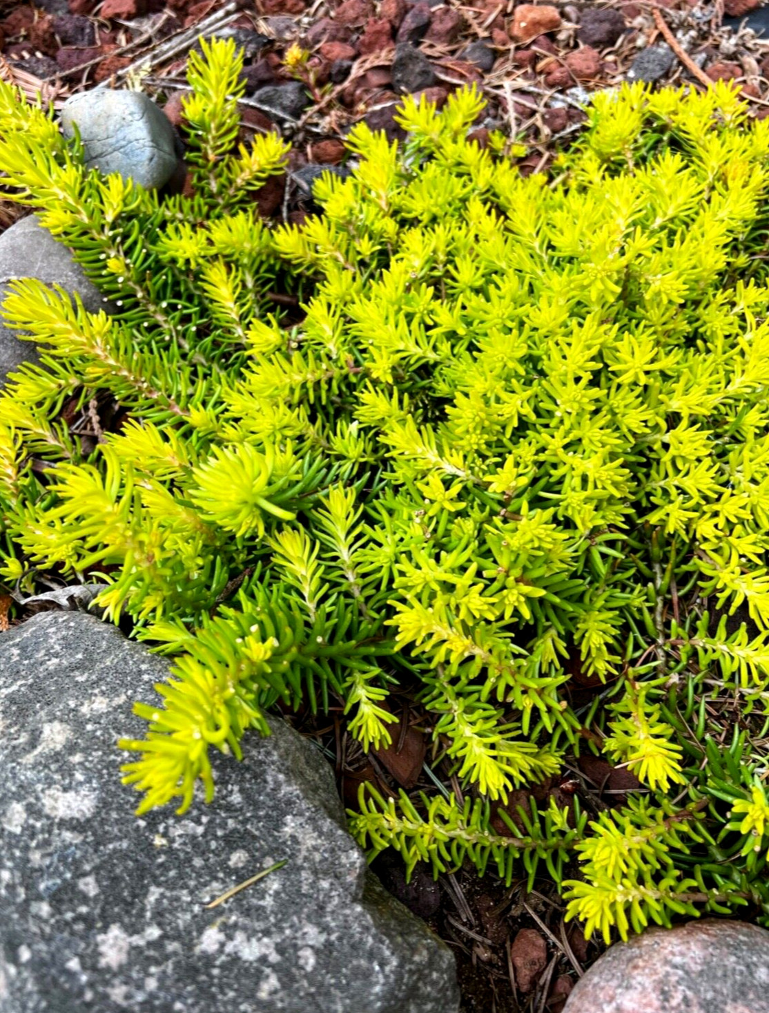 30 Sedum “Angelina Stonecrop Ground Cover Plants Cuttings Free Shipping