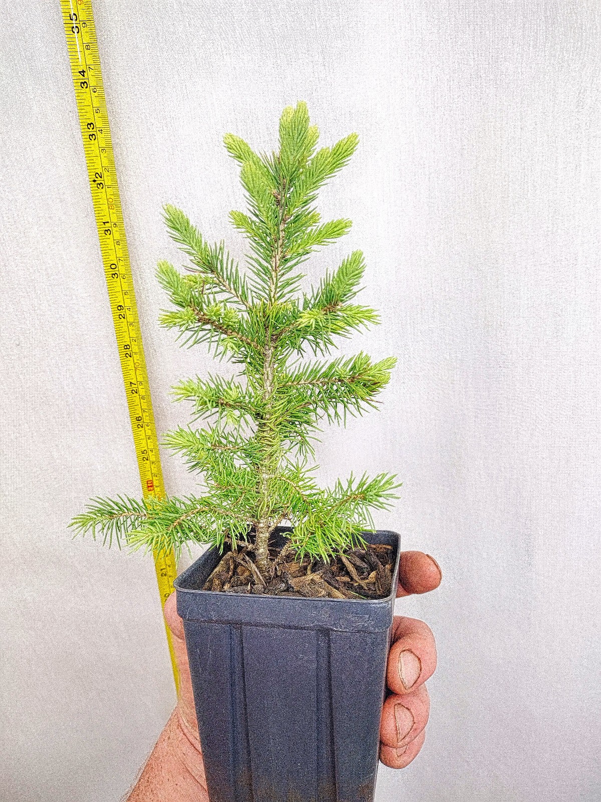 Black Hills Spruce 2 year old tree. Picea glanca var densata. mariana.
