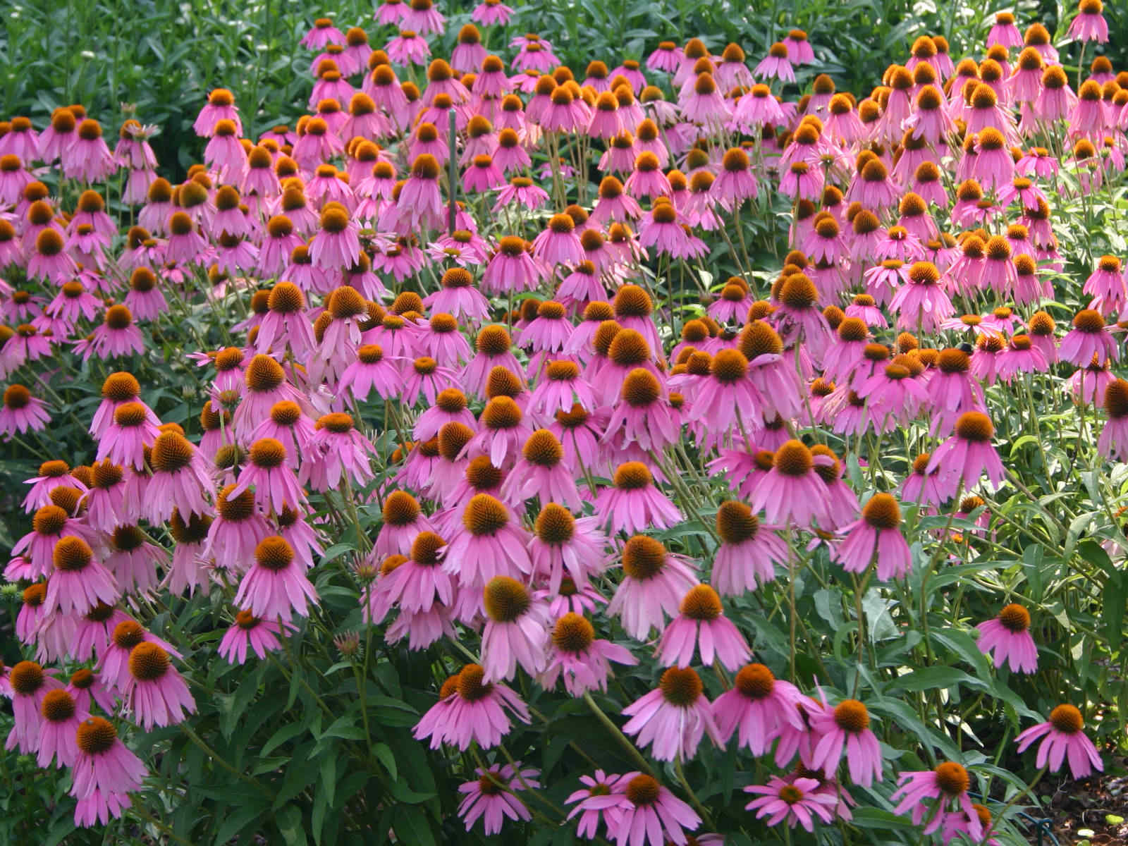 Purple Coneflower, Echinacea Purpurea, Butterflies Hummingbirds Bees, FREE SHIP