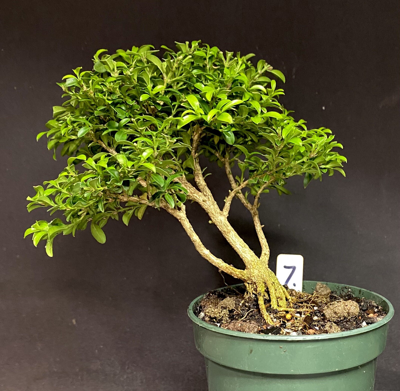 Bonsai Tree Kingsville Boxwood Pre Bonsai 10-12 Years Ready To Pot Up As Bonsai