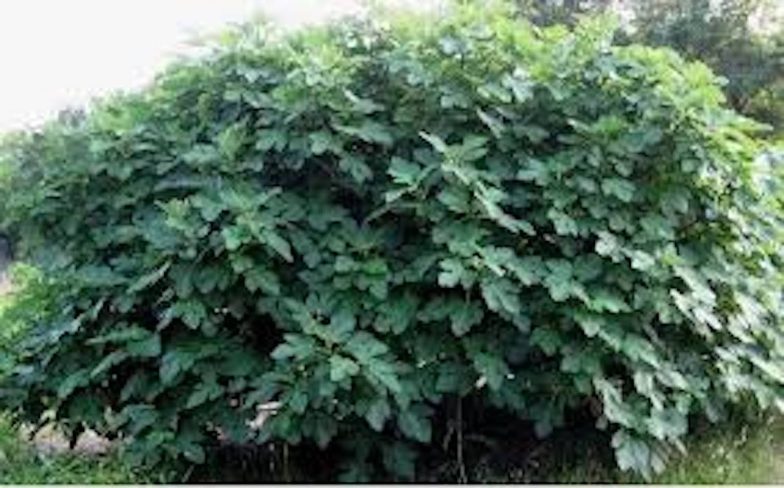 3 Olympian Fig Tree Starter Plug ( ficus carica ) Bare Root