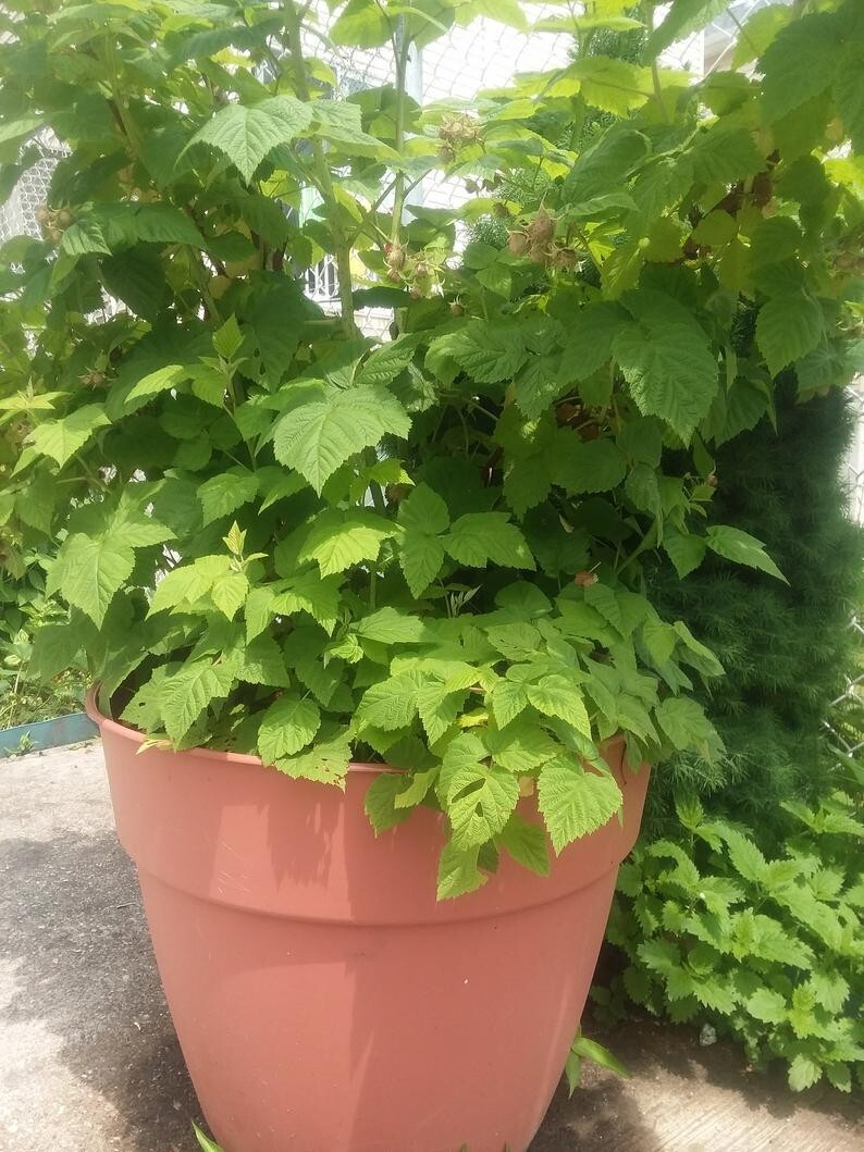 3 Raspberry Plants “Caroline” Large, Sweet Berries(3 Lg Bare Root Canes)Zone 3-8