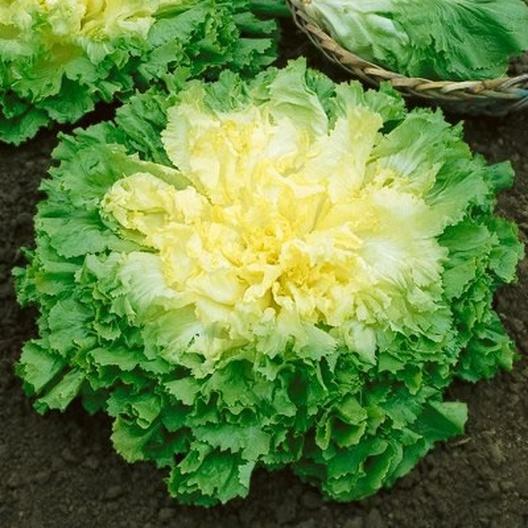1000 Broadleaf Batavian Endive Seeds (Escarole) Non-GMO Heirloom Free Shipping