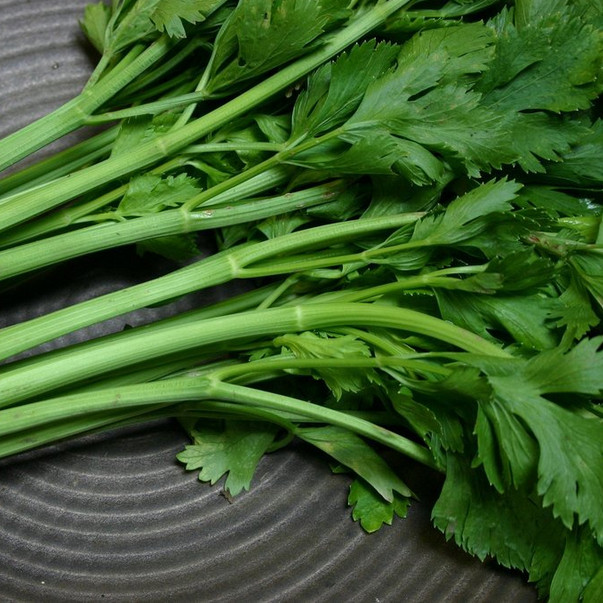 Conquistador Celery Seeds | Non-GMO | Vegetable Seeds | Seed Store | 1116