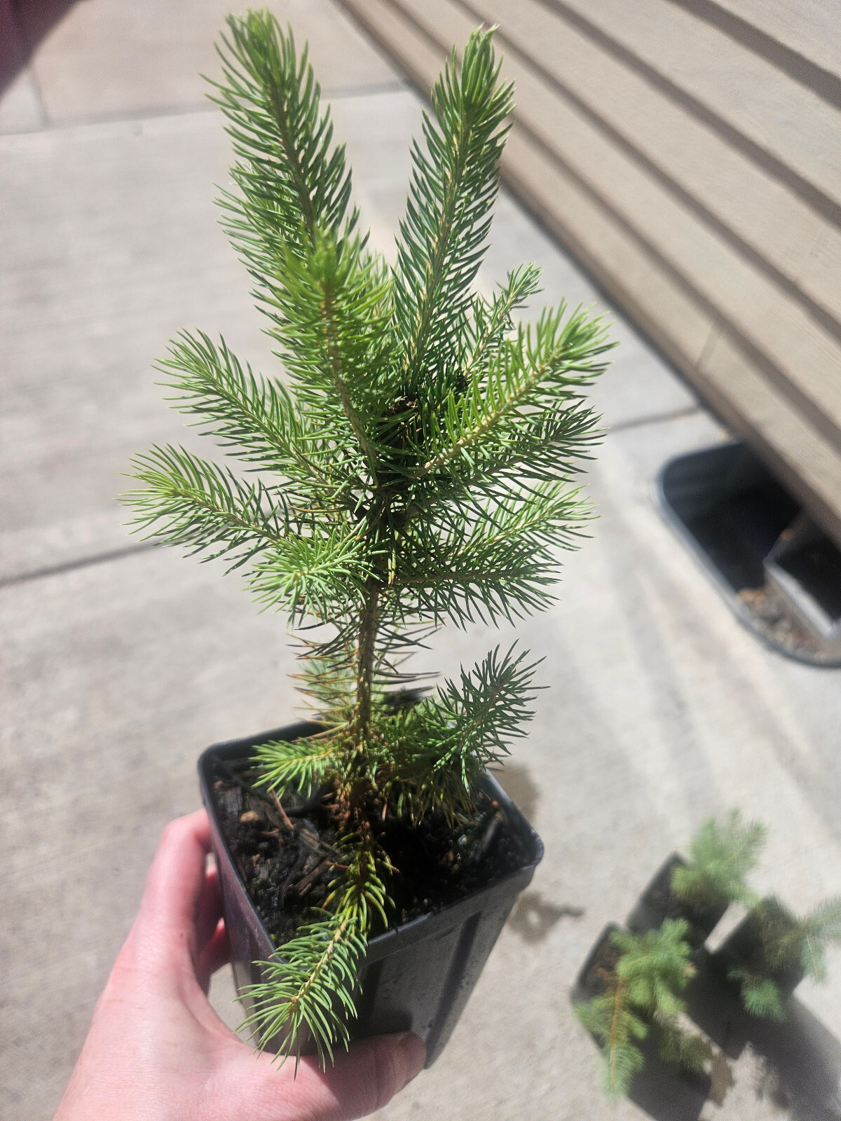 Majestic Blue Spruce Christmas tree in nursery pot. Picea pungent. 2 years old.