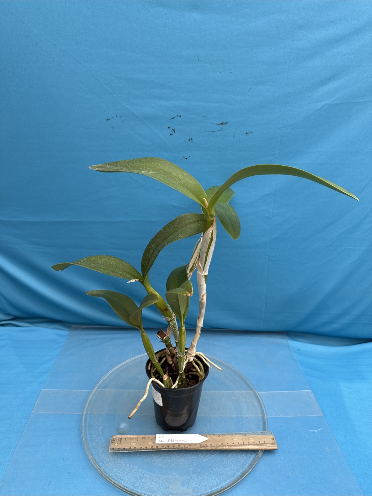Lc. Mi Morena Raspberry Purple Red Shiny Flowers Orchid Hybrid 4.5” Pot