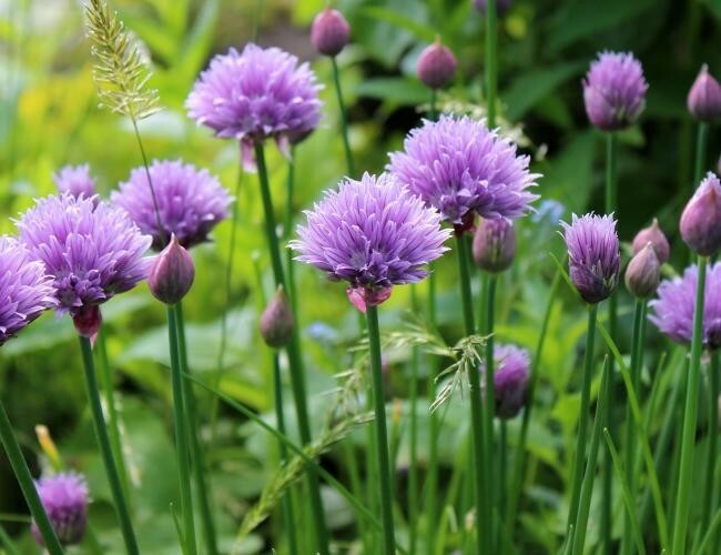 150 CHIVE / CHIVES HERB SEEDS ~ 2026 ~ heirloomseedguy ~ USA