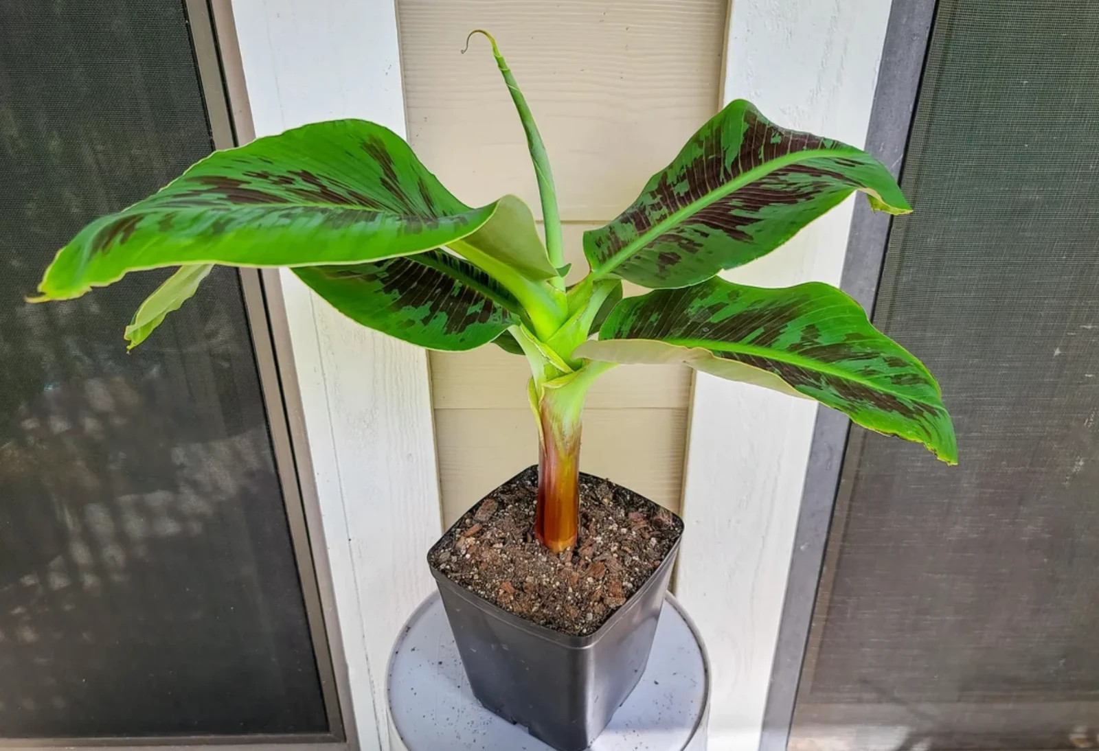 1 Truly Tiny Banana Starter Plug Musa acuminata Live Plant
