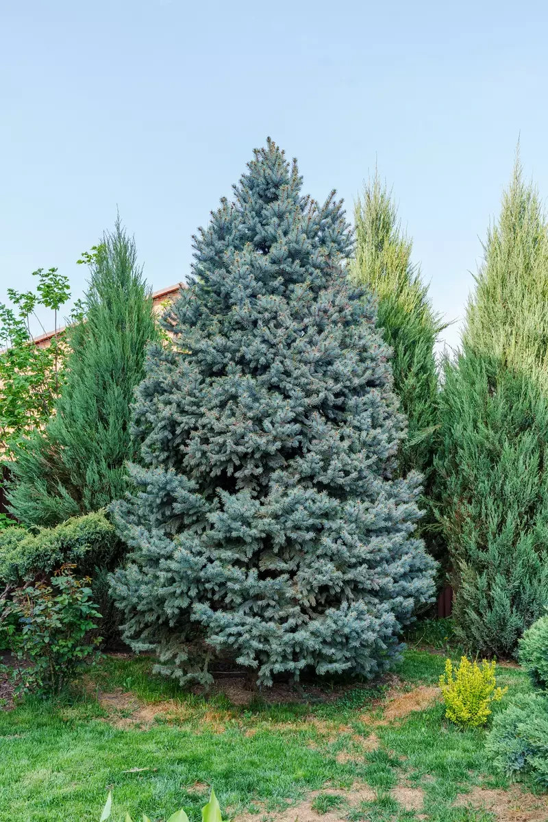 50 Colorado Blue Spruce Seeds – Picea pungens glauca Evergreen