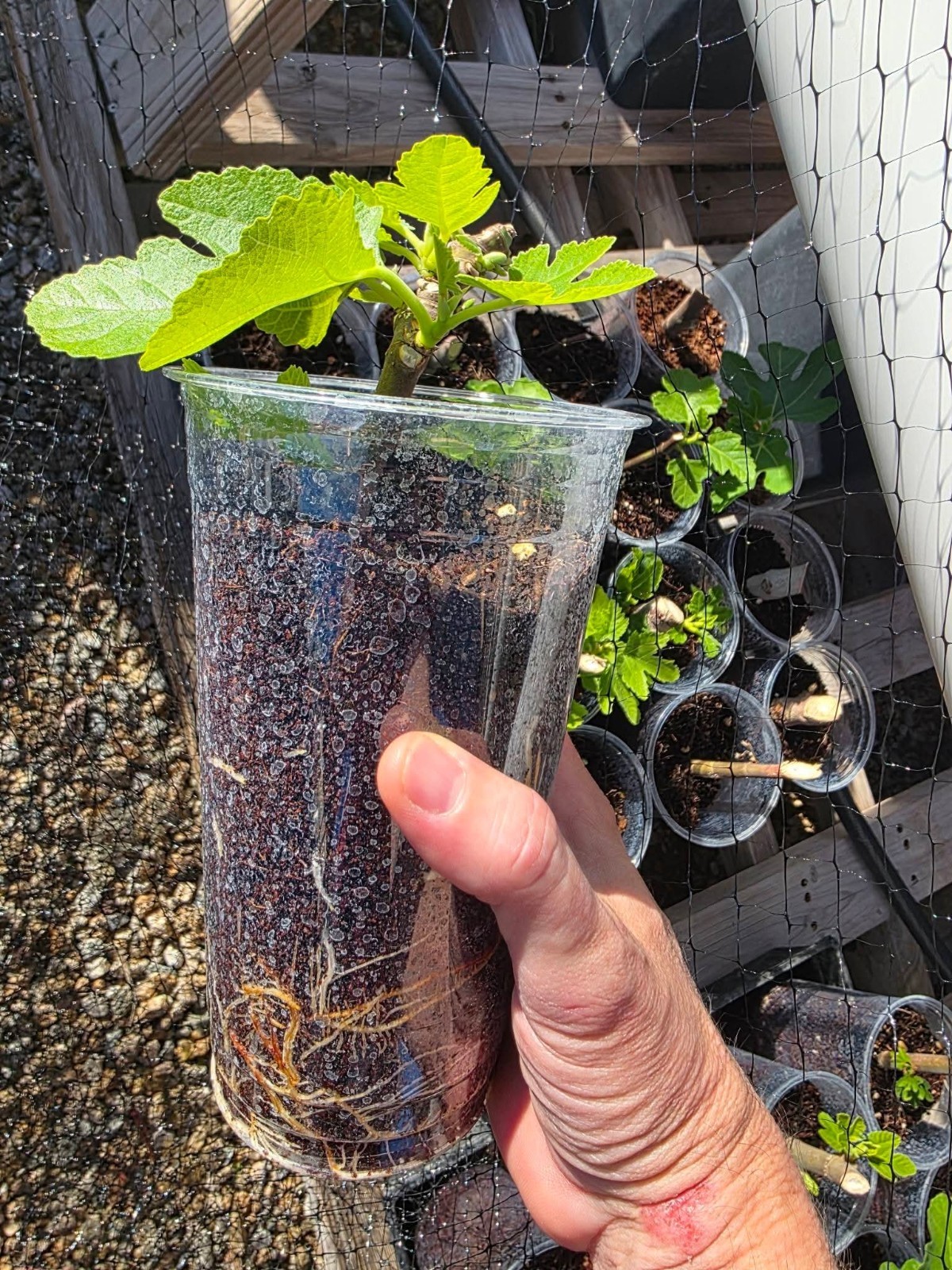 Rooted Black Mission Fig Tree Live Plant – Desert Hardened – Visible Roots