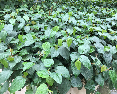 ~~BLACK PEPPER~~Piper nigrum~~Live STARTER Plant~~USA Seller~~