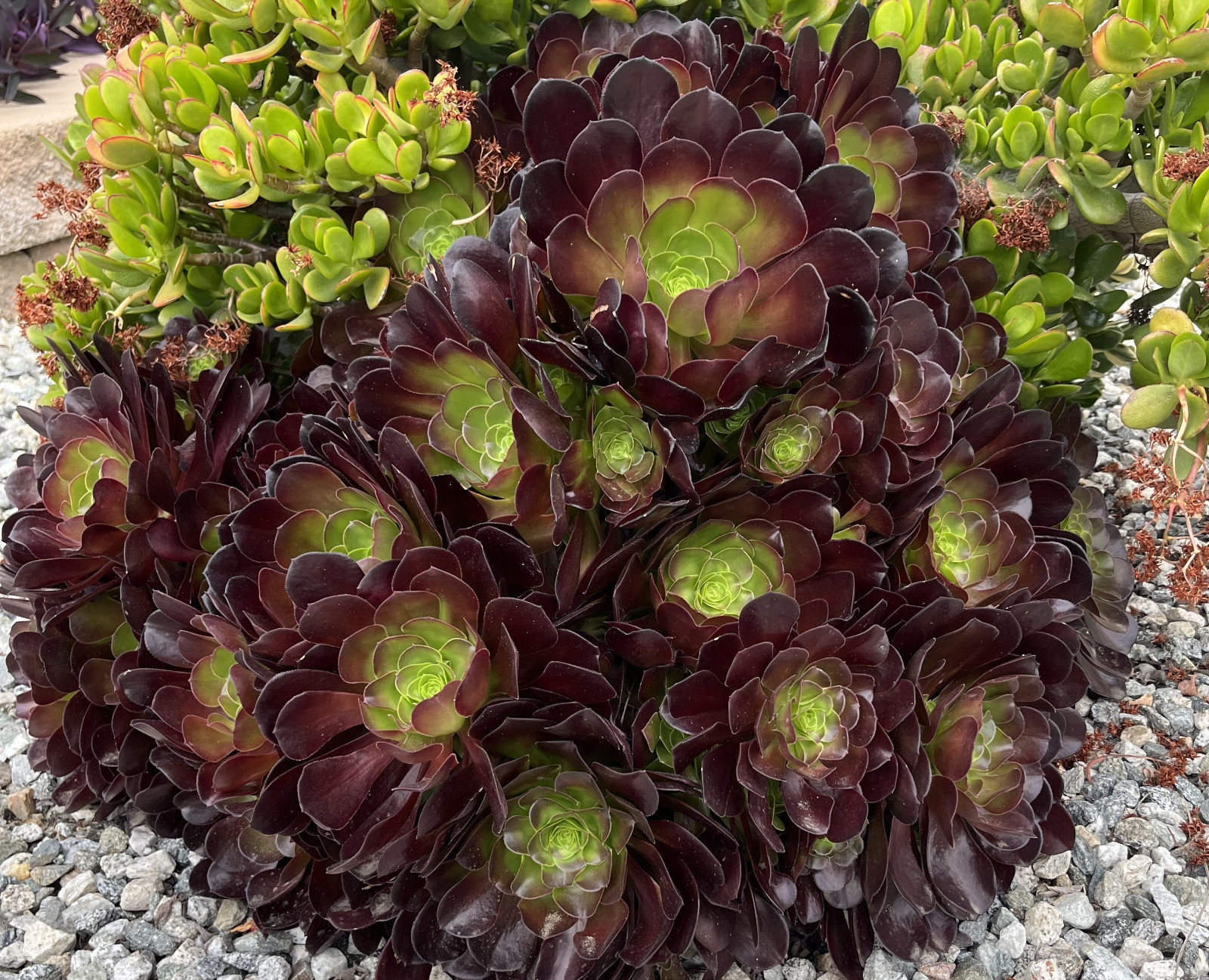 15 Assorted Random Varieties Live Succulent Cactus Plants Unrooted cuttings only