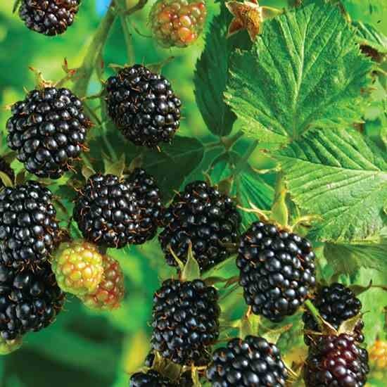 3 Blackberry Plants “Chester”-Thornless (Pack of 3 Large Plug Plants) Zones 5-9