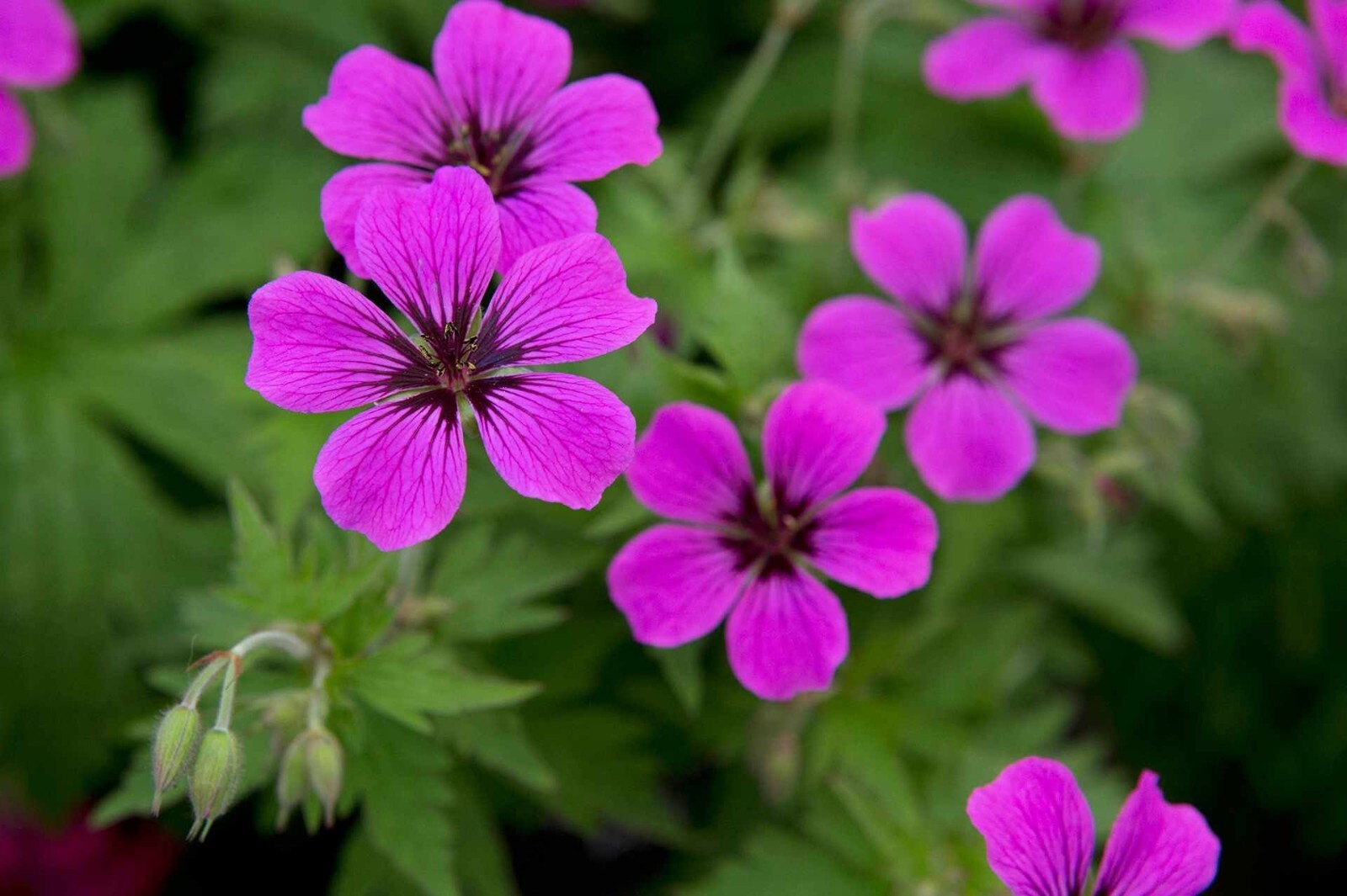 2 Plants Hardy Geranium For Shade – Pink Penny Flowers May to Oct – Perennial