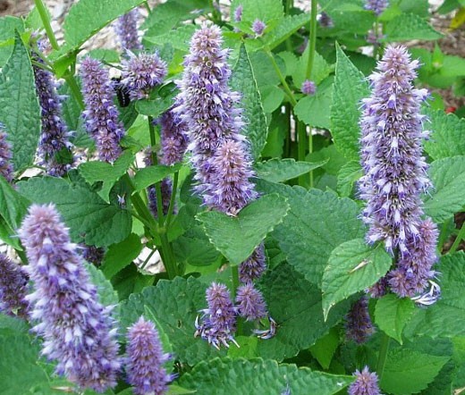 Anise Hyssop Seeds. Free Shipping!