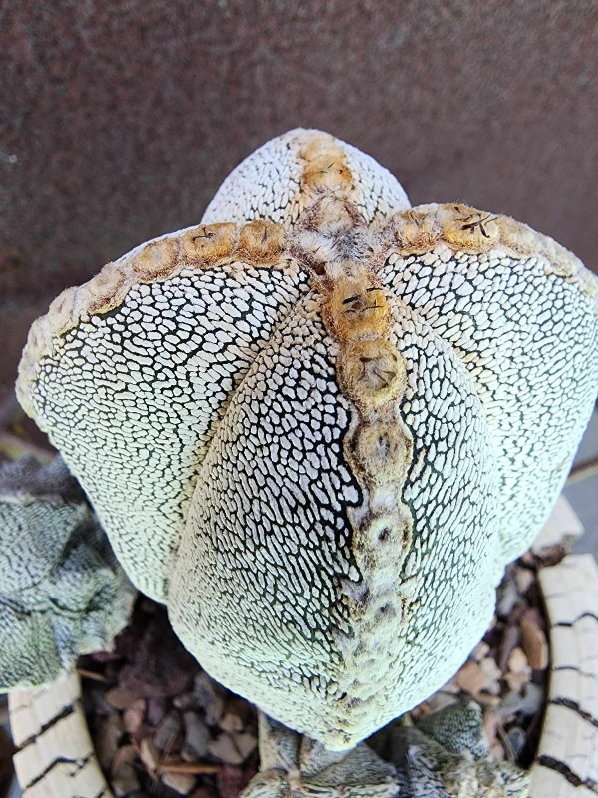 Astrophytum Myriostigma cv. Onzuka with pups! Rare Cactus – Japan – Exact