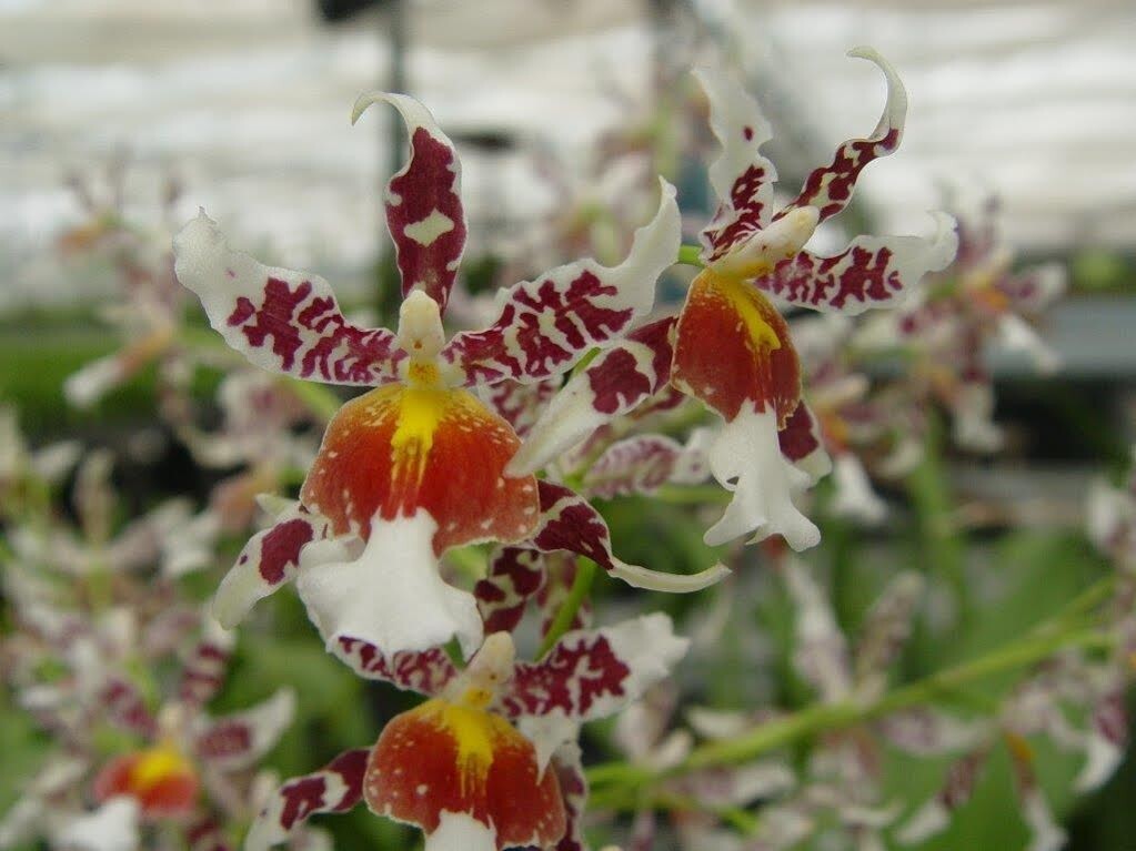 Oncidium Rex’s Luck ‘Firefly’. Orchid Plant Shipped in 2.5″ Pot
