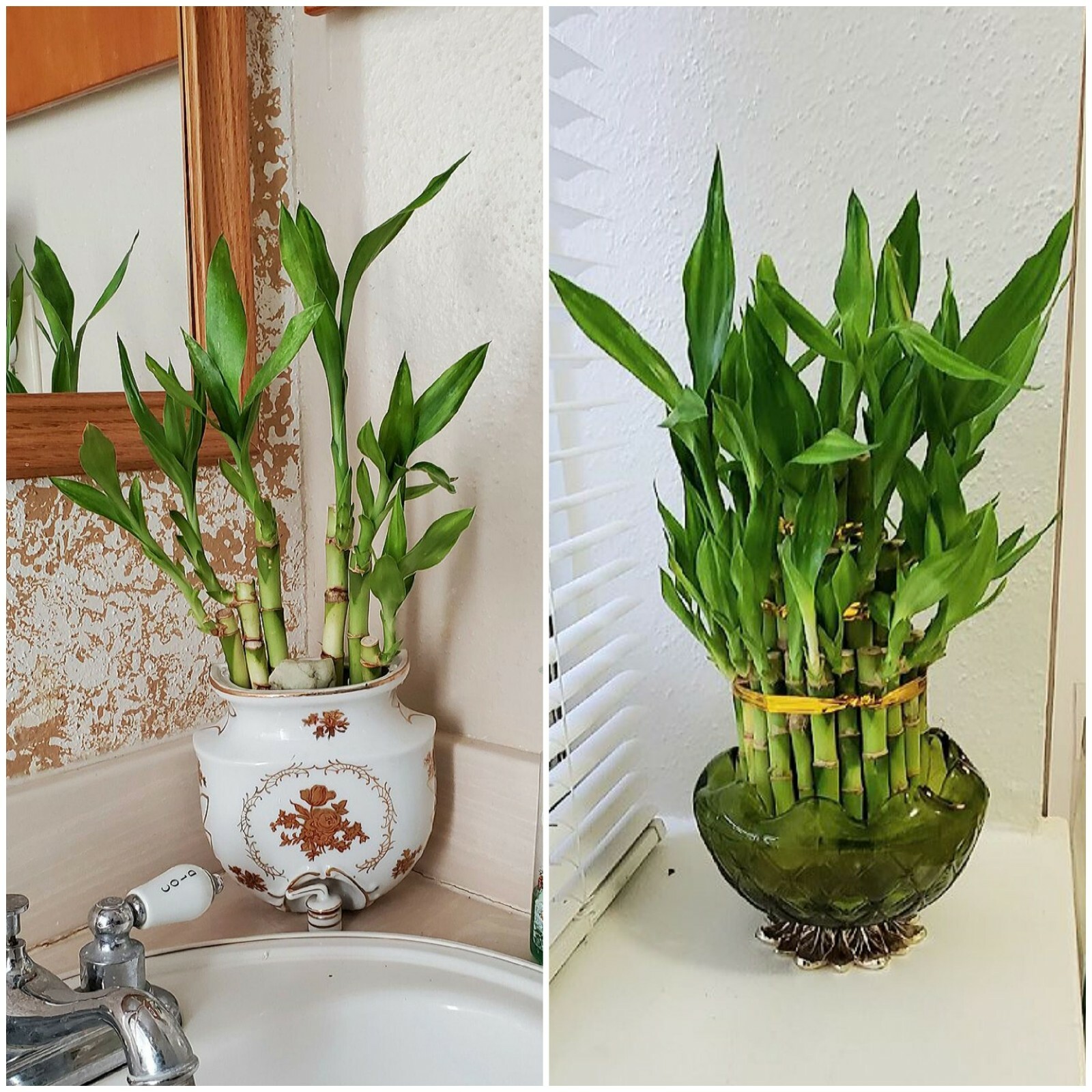 7 Lucky Bamboo Plant 4″ Stalks, Feng Shui, GIFT, LIVE PLANT, Wedding Favors