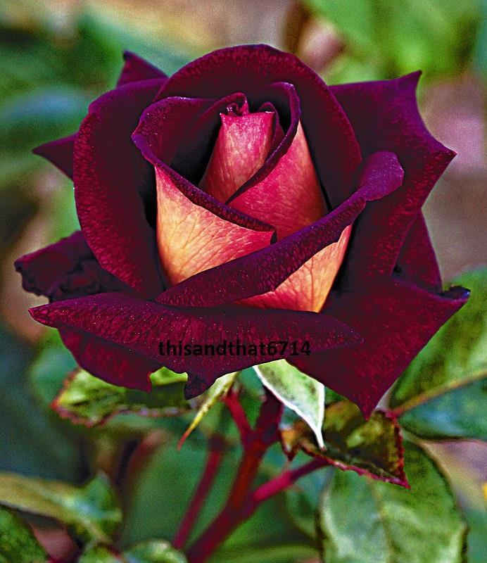 Twilight Rose Rose Bush 20 or 100 Seeds~Rare-Free Shipping-USA Seller