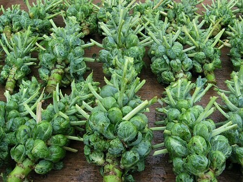 Brussel Sprouts Catskill Seeds 300+ Vegetable NON-GMO HEIRLOOM USA FREE SHIPPING