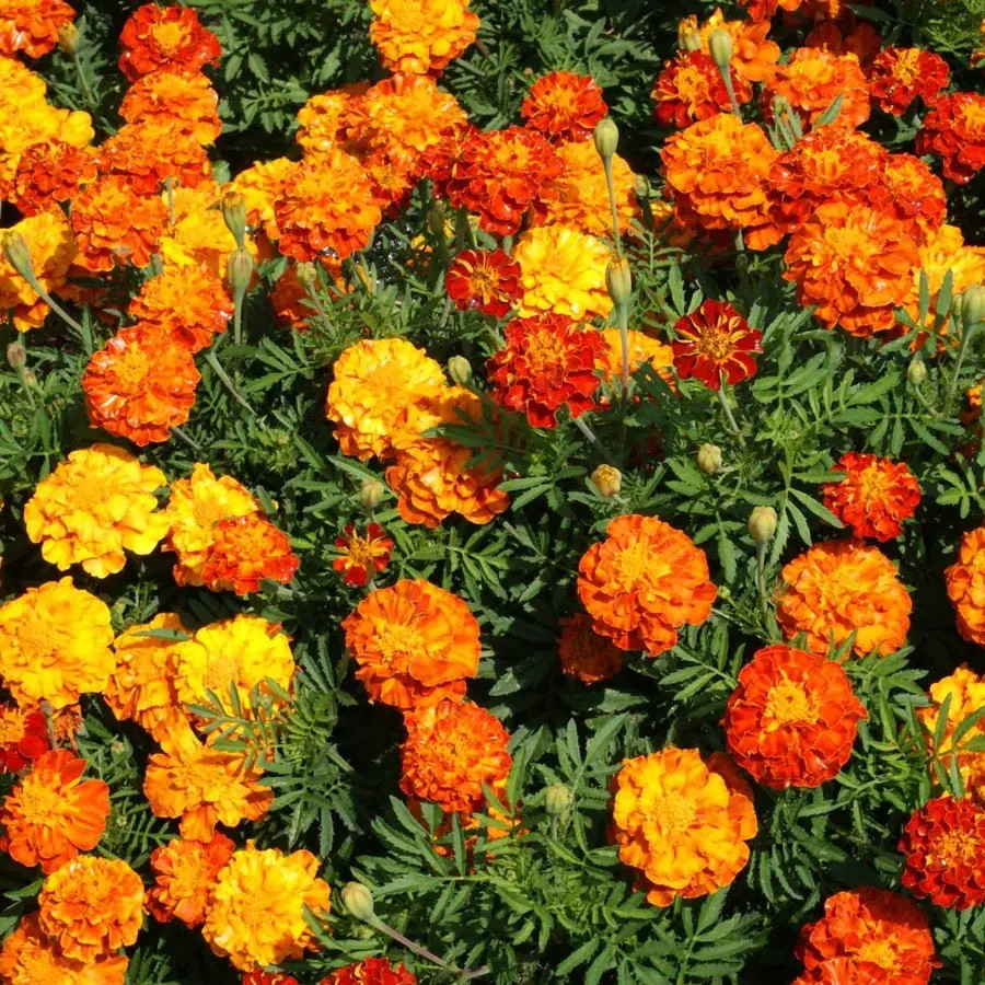 MARIGOLD FLOWER SEEDS 75 Fresh Marigiold Sparky Mix Flower Garden Seeds