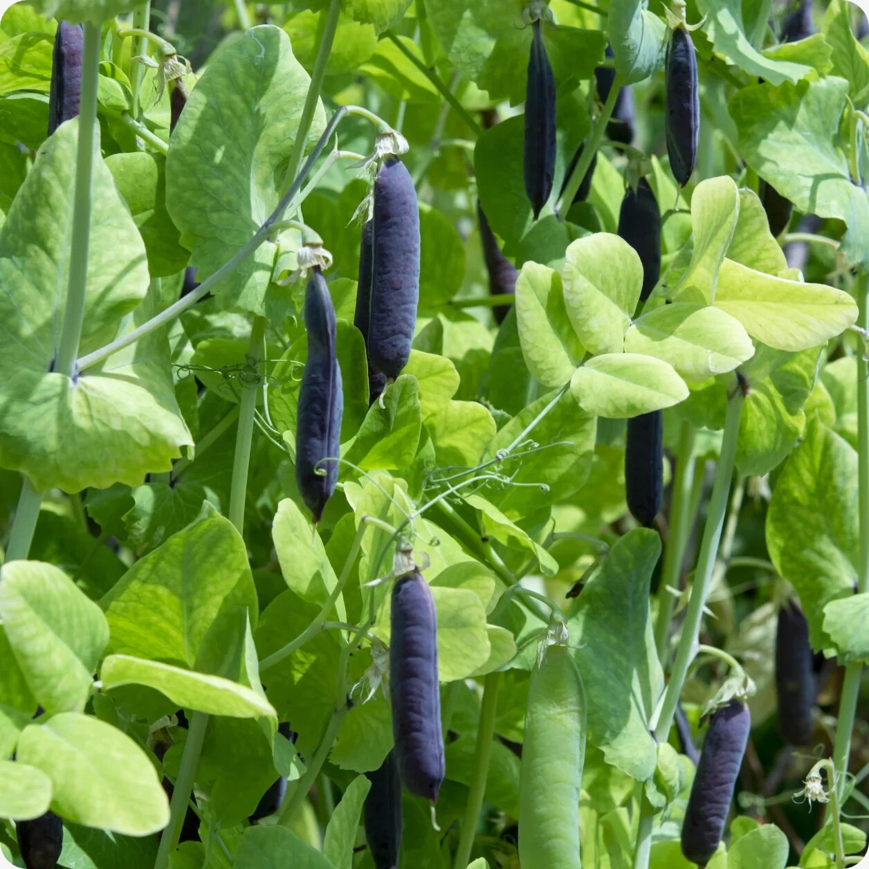 Blue Shelling Pea Seeds, NON-GMO, Blauwschokkers Pea, Purple-Blue Pod, FREE SHIP