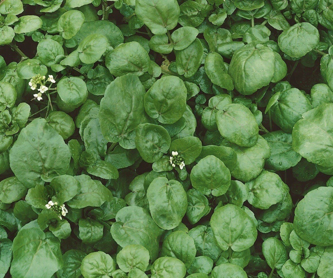 1000++ True Watercress Seeds (Nasturtium officinale) NON-GMO Heirloom | USA