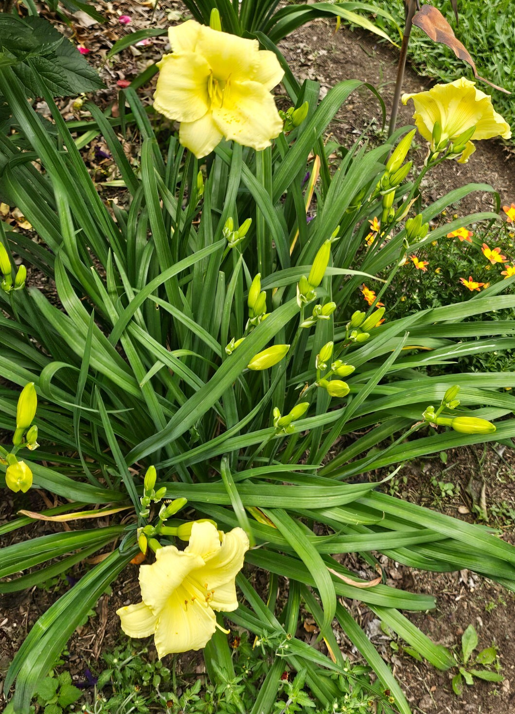 Daylily (NOID)