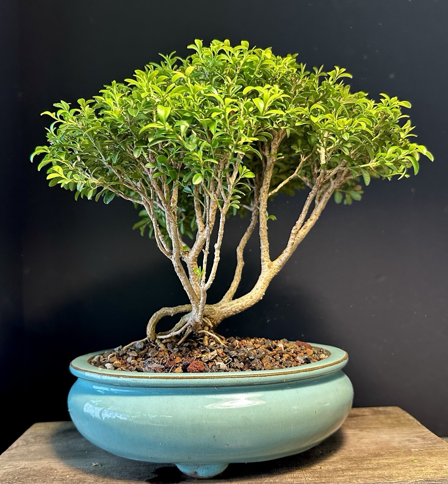 Bonsai Tree Kingsville Boxwood Forest Group 15-20 Years Old, Glazed Chinese Pot