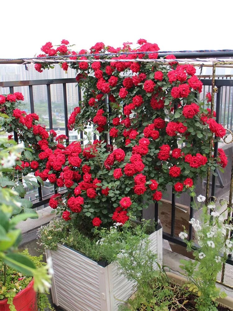 20 SEEDS for Crimson Red RARE CLIMBER climbing Rose bud flower exotic USA Seller