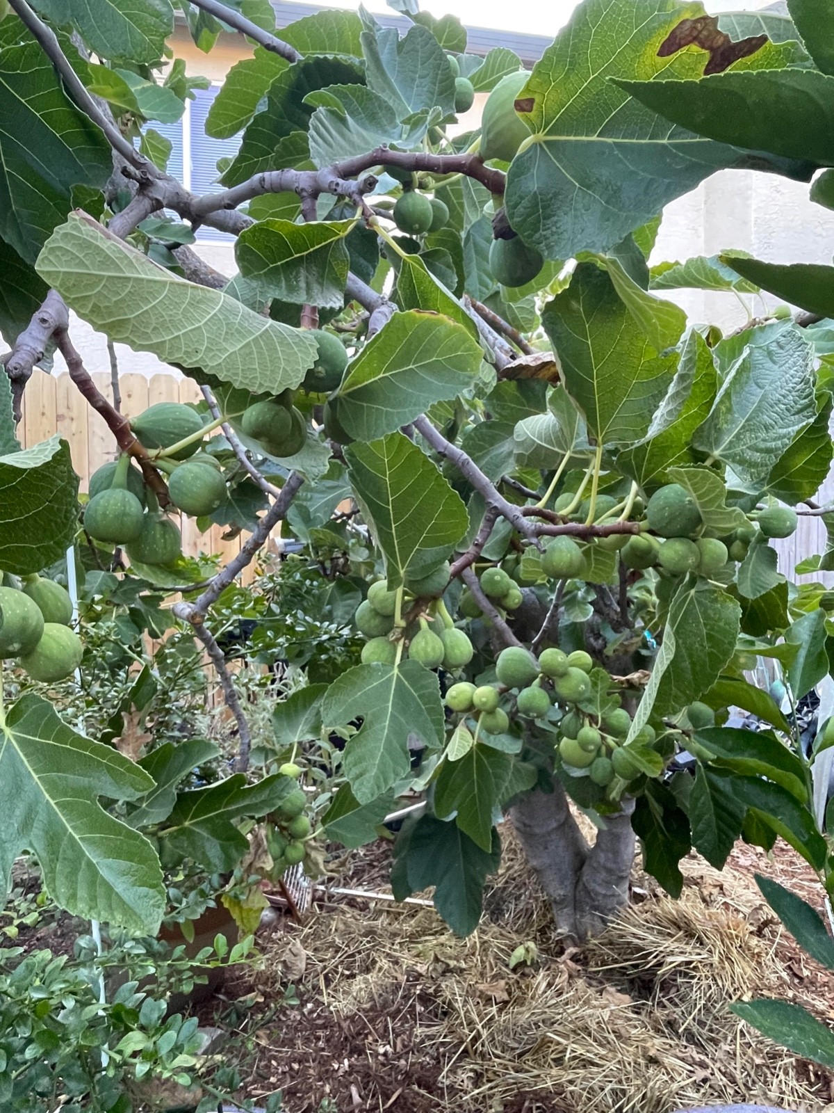 1 Kadota Fig Tree Starter Plug – Ficus carica