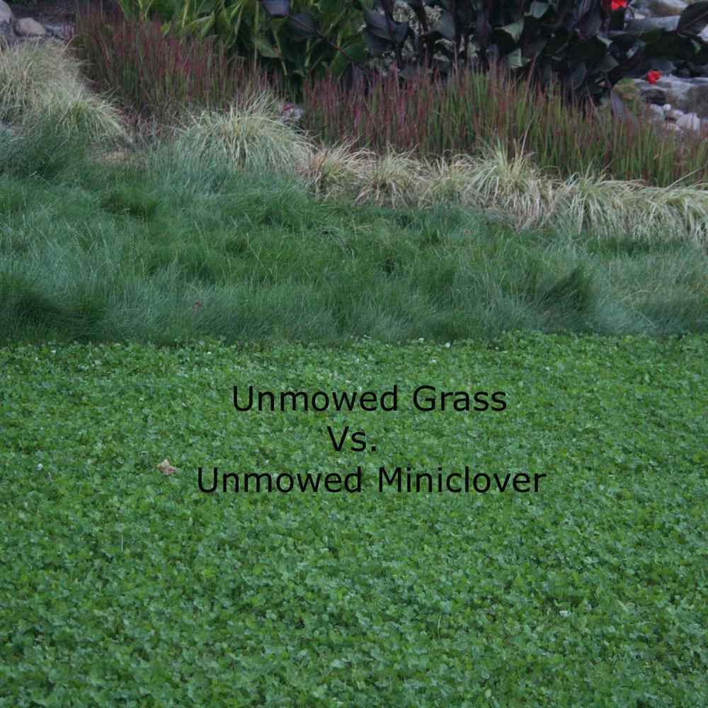 25 LBS Miniclover Seed For Planting No Mow Drought Tolerant Clover Lawns