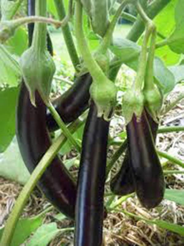 EGGPLANT SEED, LONG PURPLE, HEIRLOOM, NON GMO, 100 SEEDS, GARDEN SEED