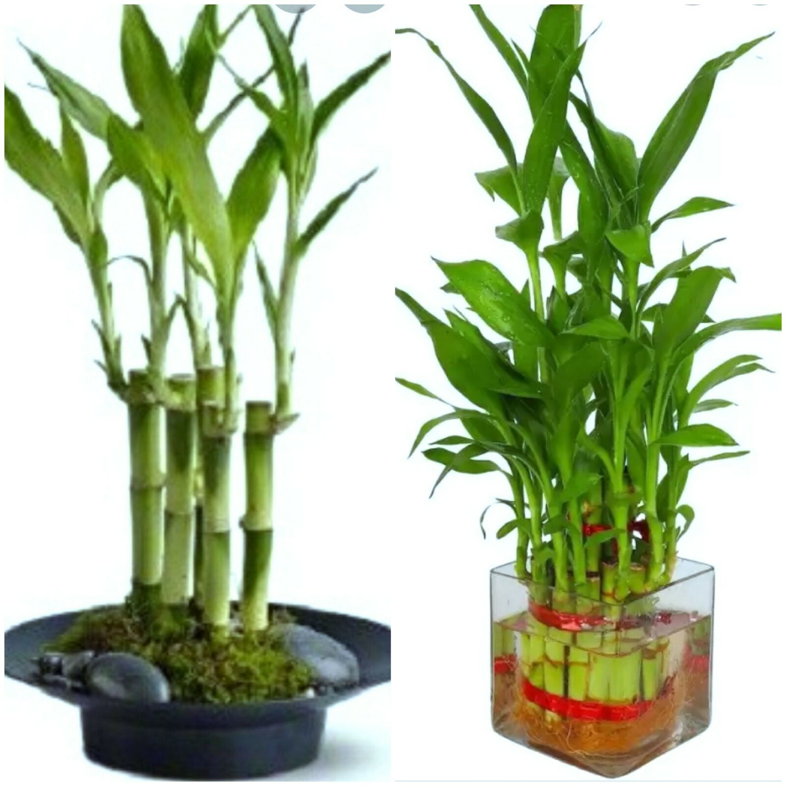 7 Lucky Bamboo Plant 4″ Stalks, Feng Shui, GIFT, LIVE PLANT, Wedding Favors