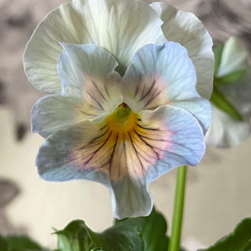 150+ Pansy Seeds (Viola) – Fragrant, Flower Seeds, Annual Seeds, Garden Seeds