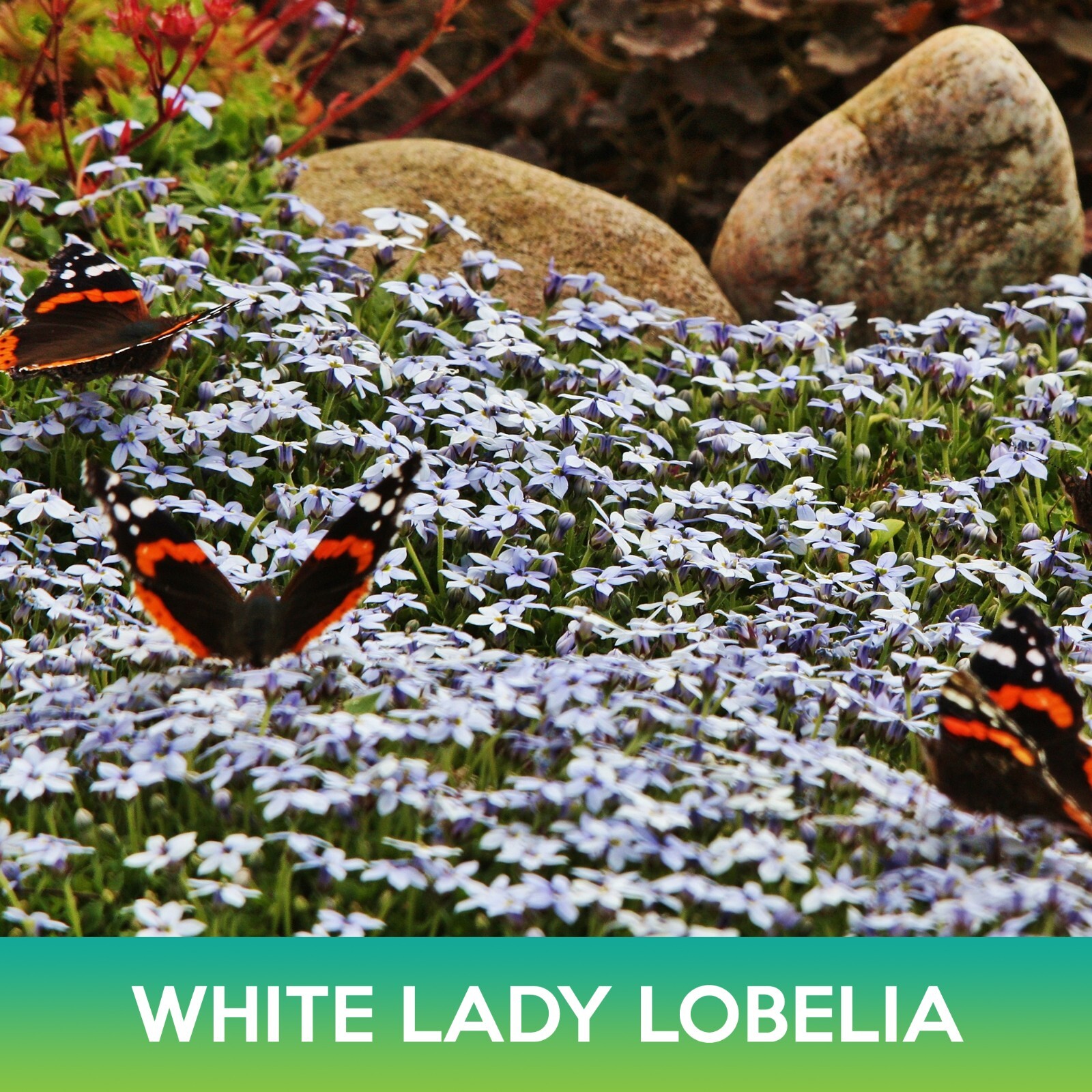 White Lady Lobelia Seeds, Lobelia Erinus