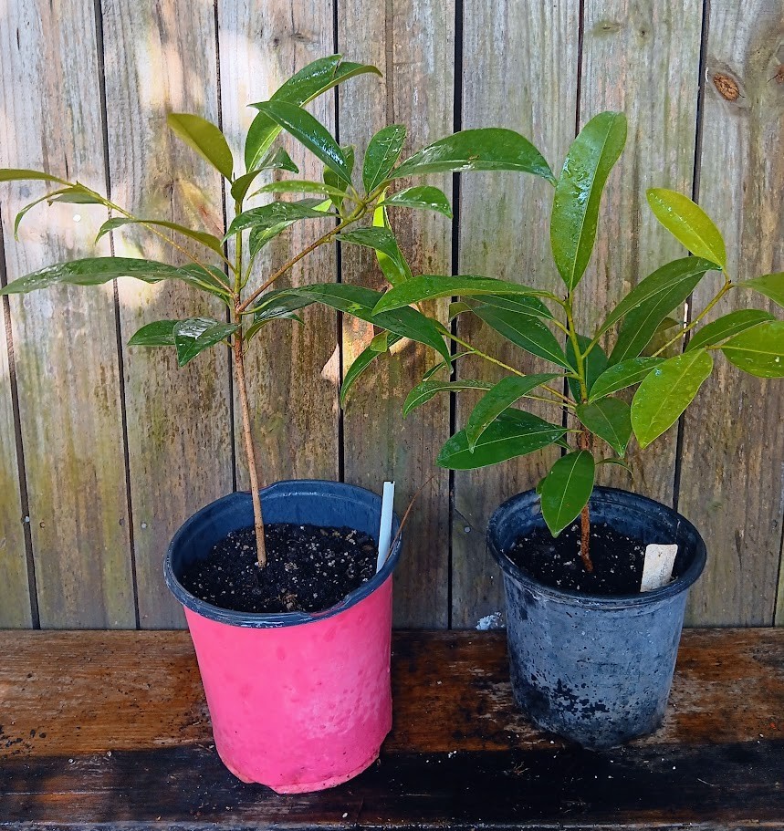 Morena Sapodilla Nispero Manilkara zapota – Live Plant!